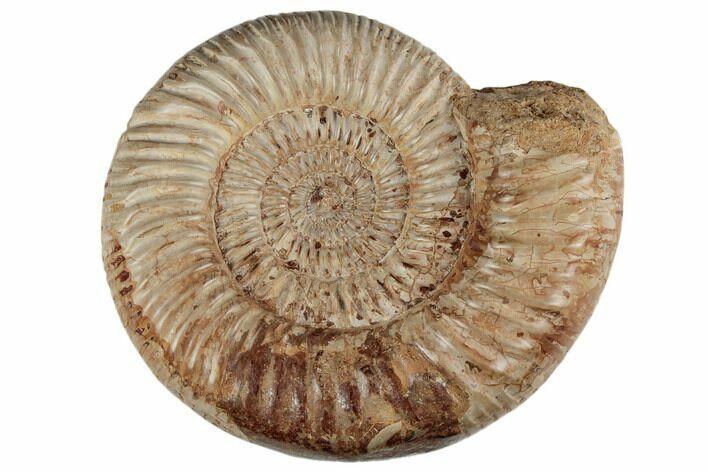 Jurassic Ammonite (Perisphinctes) - Madagascar #191429
